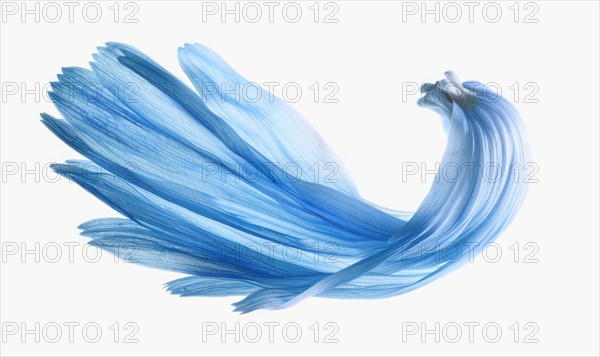 Light blue daisy flower petals on white background AI generated