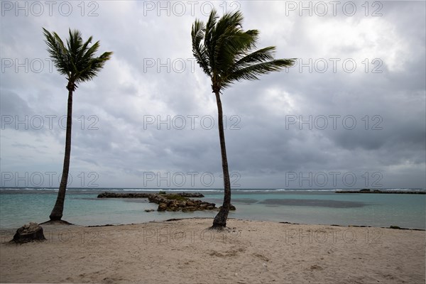 Caribbean dream beach with palm trees, white sandy beach and turquoise-coloured, crystal-clear water in the sea. Shallow bay on a cloudy day. Plage de Sainte Anne, Grande Terre, Guadeloupe, French Antilles, North America