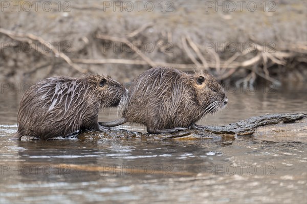 Two nutria (Myocastor coypus), wet, coming out of the water one behind the other and climbing on a branch lying in the water, profile view, background blurred riparian vegetation, Rombergpark, Dortmund, Ruhr area, Germany, Europe