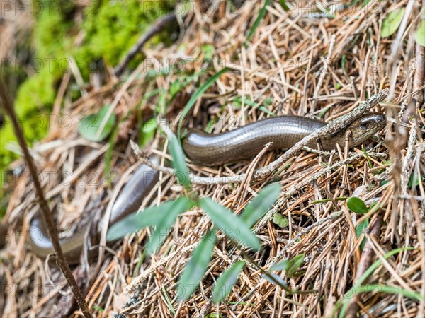 Slow worm (Anguis fragilis), near Tragoess, Styria, Austria, Europe