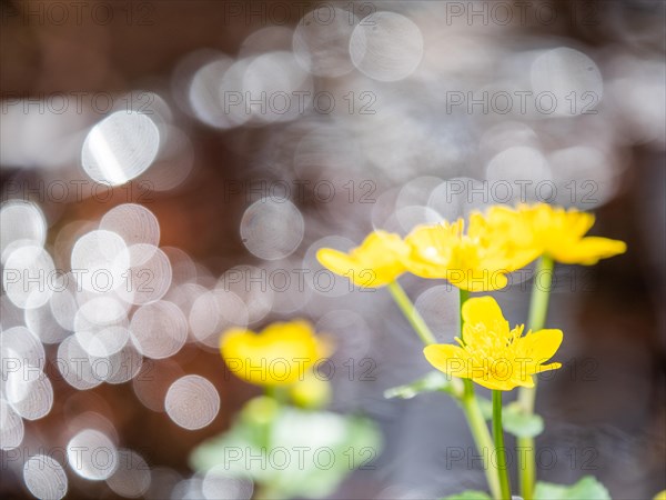 Marsh marigolds (Caltha palustris), banks of the Laming, near Tragoess, Styria, Austria, Europe