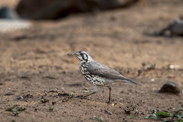 Acacia Thrush (Psophocichla litsitsirupe), Madikwe Game Reserve, North West Province, South Africa, RSA, Africa