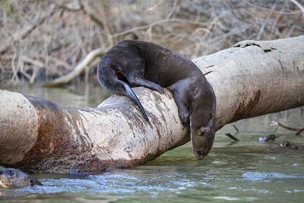 Giant otter (Pteronura brasiliensis) Pantanal Brazil