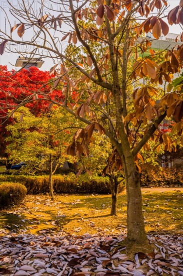 Vibrant red autumn leaves on a tree with a blue jay, over a garden bed of fallen leaves, in South Korea