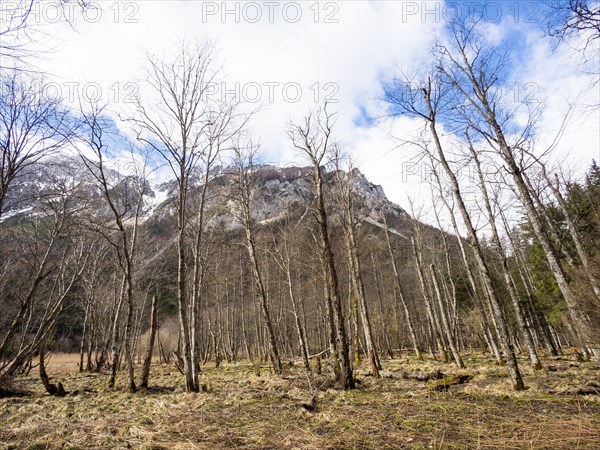 Barren trees in front of a snow-covered mountain, Jassing, Styria, Austria, Europe