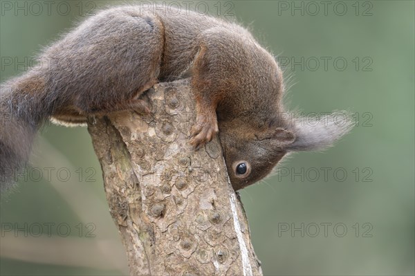 Eurasian red squirrel (Sciurus vulgaris), lying on top of a sawn-off tree trunk, head bent over, holding on to the trunk, looking downwards, brush ears, winter fur, profile view, background blurred green, Ruhr area, Dortmund, Germany, Europe