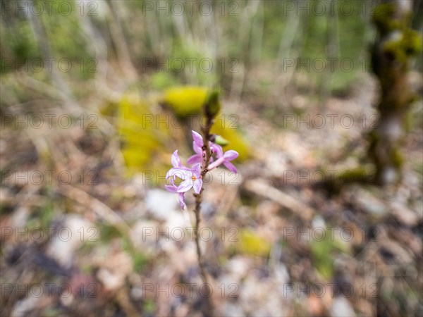 Mezereon (Daphne mezereum), near Tragoess, Styria, Austria, Europe