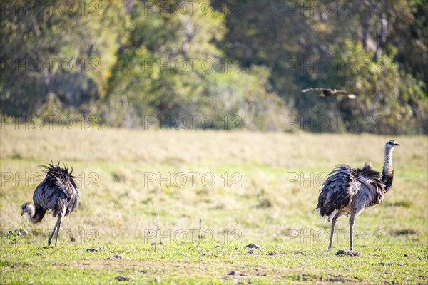 Nandu (Rhea americana) Pantanal Brazil