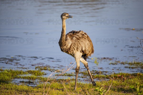 Nandu (Rhea americana) Pantanal Brazil