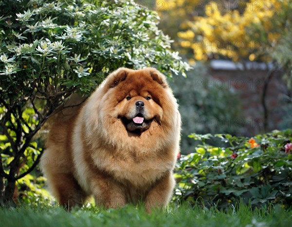 Dog, Chow Chow, whole figure, outdoor, in the garden, AI generated, AI generated