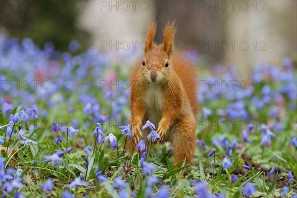 Eurasian red squirrel (Sciurus vulgaris) on a blue star meadow, Hesse, Germany, Europe