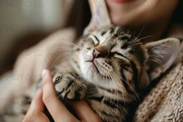 Woman cuddling with young pet cat. KI generiert, generiert, AI generated