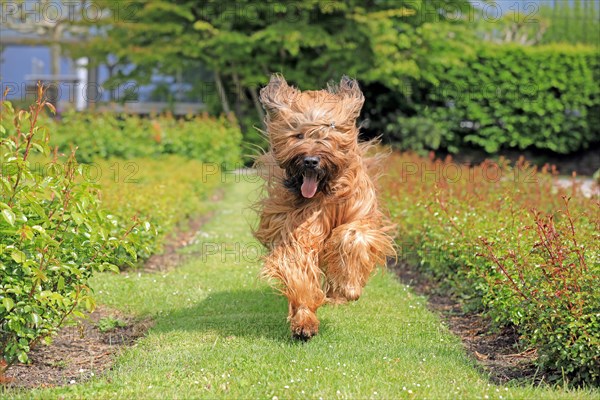 Briard, Berger de Brie