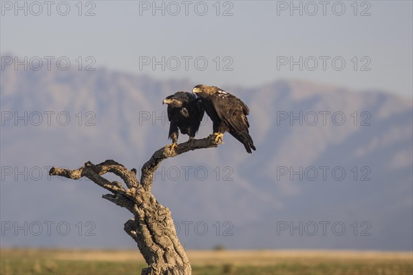 Iberian Eagle, Spanish Imperial Eagle (Aquila adalberti) and european magpie (Pica pica), Extremadura, Castilla La Mancha, Spain, Europe