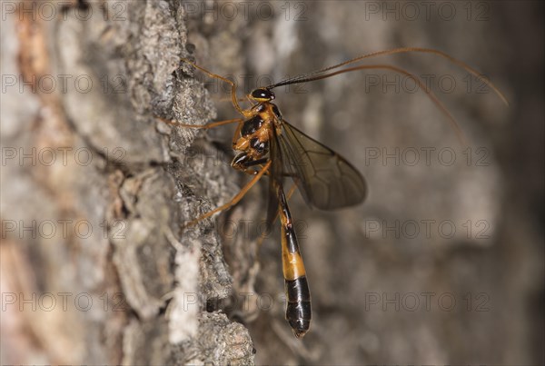 Ichneumon wasp from the Ophion genus, Valais, Switzerland, Europe