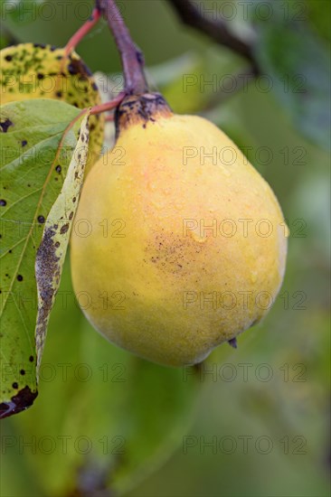 Fruit tree, quince (Cydonia oblonga), branch with a ripe fruit and raindrops, Moselle, Rhineland-Palatinate, Germany, Europe