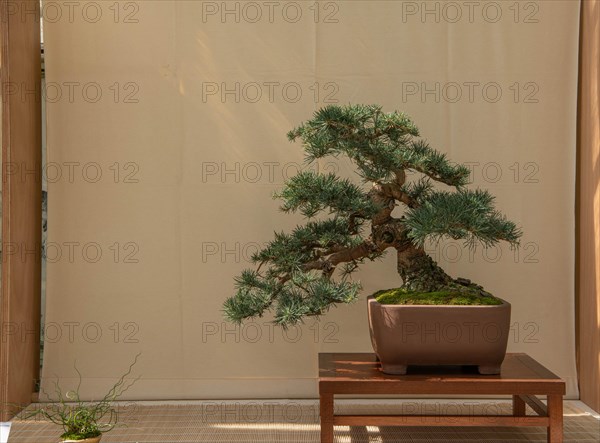 Bonsai