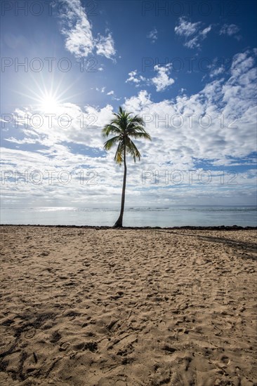 Romantic Caribbean sandy beach with palm trees, turquoise-coloured sea. Morning landscape shot at sunrise in Plage de Bois Jolan, Guadeloupe, French Antilles, North America