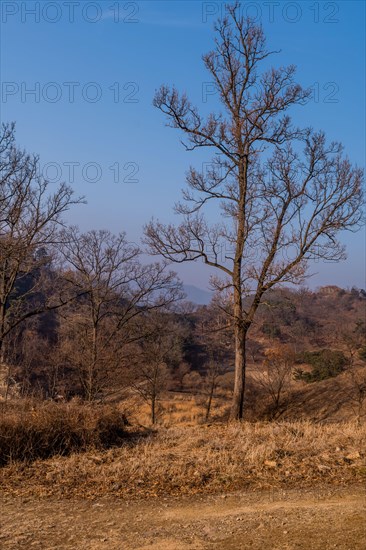 Leafless tree growing on mountain with clear blue sky in background in Boeun, South Korea, Asia