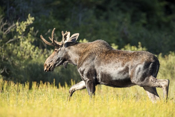 Moose. Alces alces. Young bull moose walking on a lakeshore. La Mauricie national park. Province of Quebec. Canada