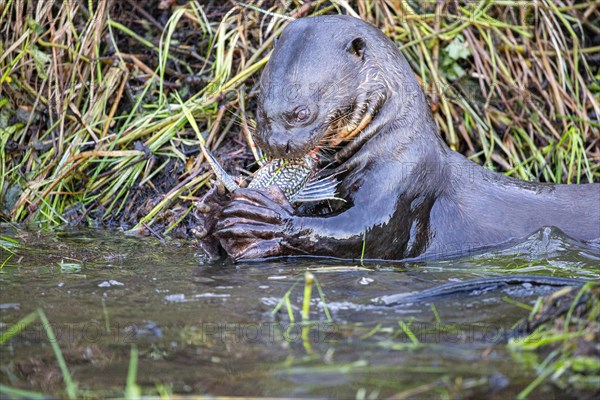 Giant otter (Pteronura brasiliensis) Pantanal Brazil