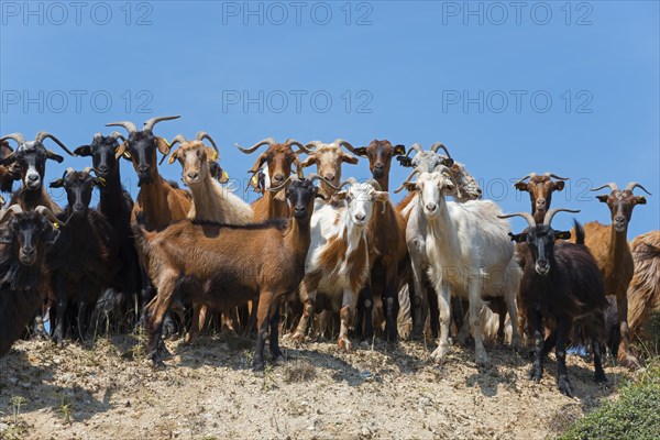 Goats of different colours looking head-on at the camera, Kriaritsi, Sithonia, Chalkidiki, Central Macedonia, Greece, Europe