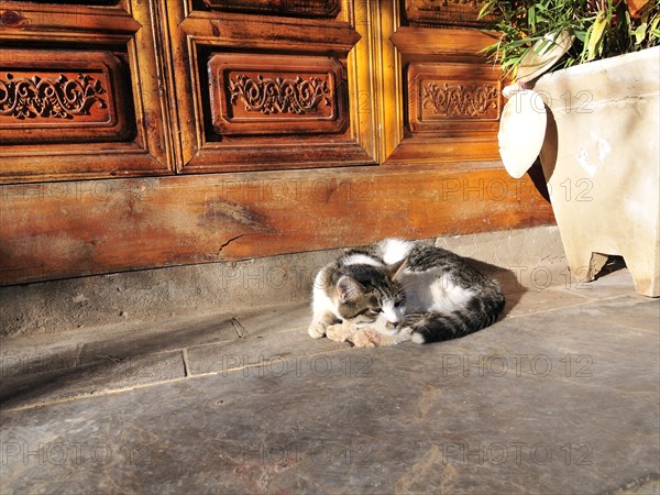 Sleeping cat, china