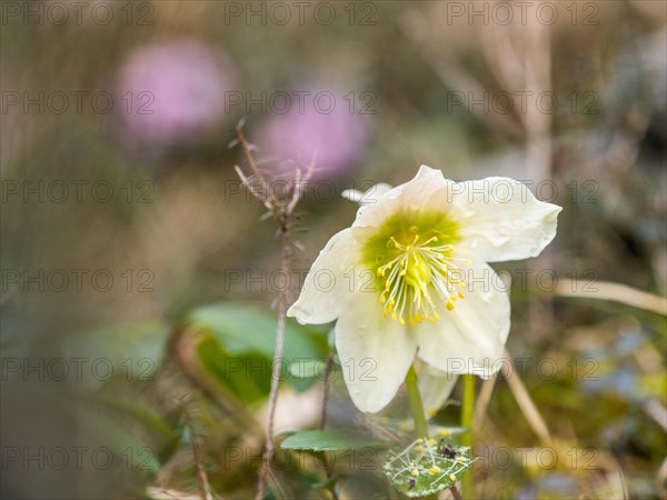 Christmas rose (Helleborus niger), near Tragoess, Styria, Austria, Europe