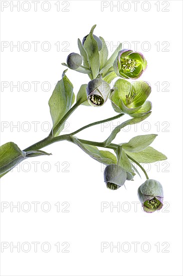 Flowers of a palm-leaf hellebore (Helleborus foetidus) on a white background, Bavaria, Germany, Europe