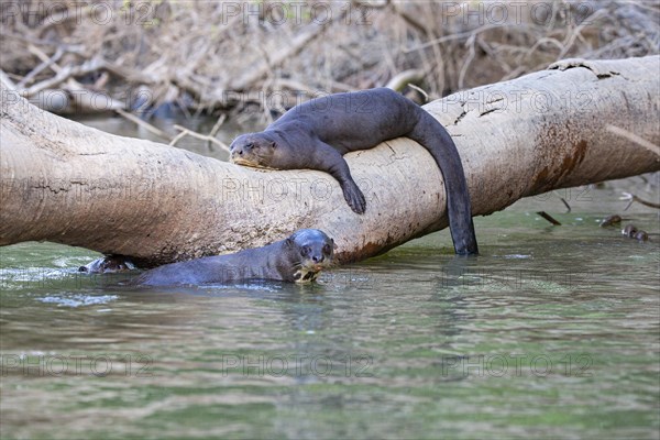 Giant otter (Pteronura brasiliensis) Pantanal Brazil