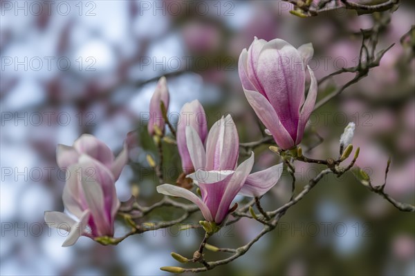 Blossoms of a magnolia (Magnolia), magnolia x soulangeana (Magnolia xsoulangeana), magnolia blossom, Offenbach am Main, Hesse, Germany, Europe