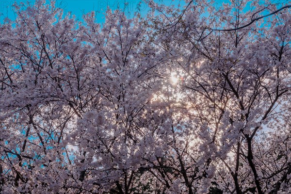 Sun shinning through branches of delicate cherry blossoms with blue sky in background in Daejeon, South Korea, Asia