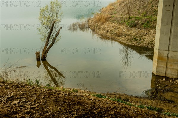 Tree growing in shallow water of river with reflection in water in South Korea