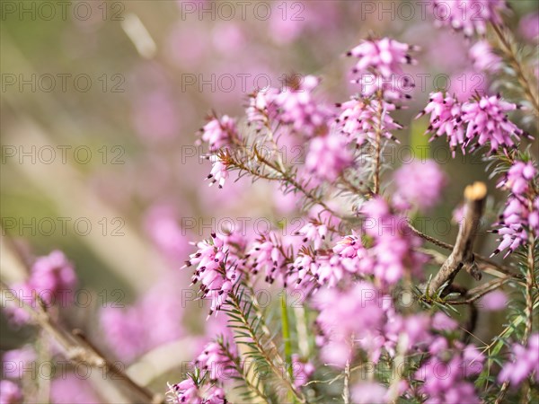 Flowering heather (Erica), near Tragoess, Styria, Austria, Europe