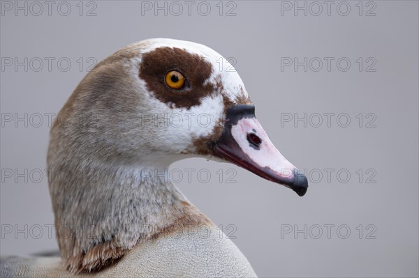 Egyptian goose (Alopochen aegyptiaca), close-up of head and part of body in front of light grey background, cropped, profile view, looking to the right, Rombergpark, Ruhr area, Dortmund, Germany, Europe