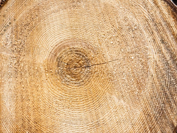 Visualisation of the annual rings in felled wood, Jassing, Styria, Austria, Europe