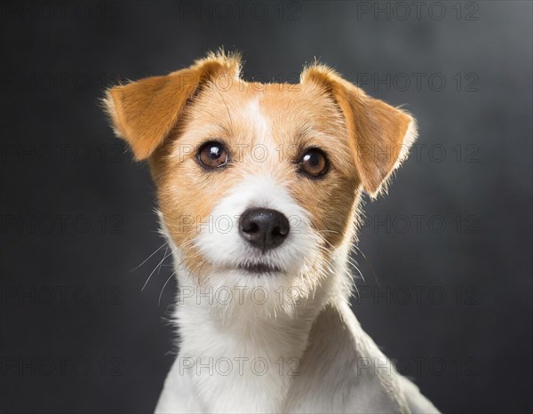 Dog, Jack Russell Terrier, portrait, head only, puppies, dark background, AI generated, AI generated
