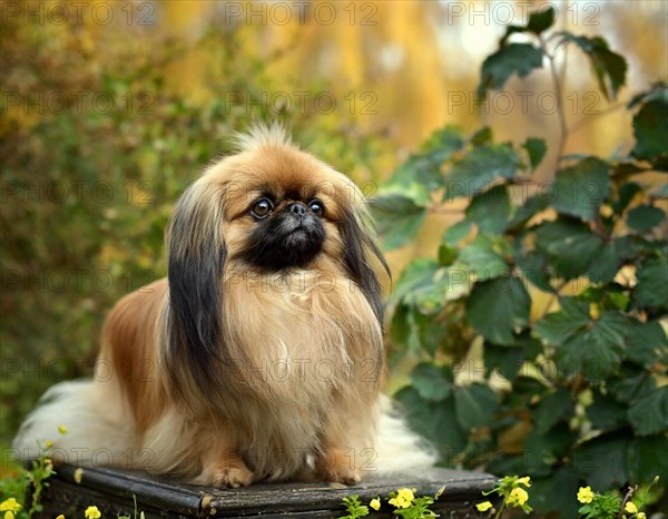 Dog, Pekingese, whole figure, outdoor, in the garden, AI generated, AI generated