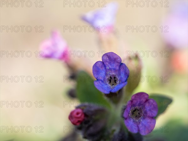 True lungwort or common lungwort (Pulmonaria officinalis), flowers, Leoben, Styria, Austria, Europe