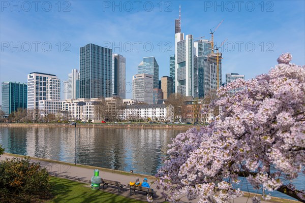 The bushes on the banks of the River Main blossom at the beginning of spring in front of the Frankfurt banking skyline, Mainufer, Frankfurt am Main, Hesse, Germany, Europe