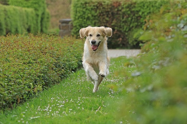 Golden Retriever