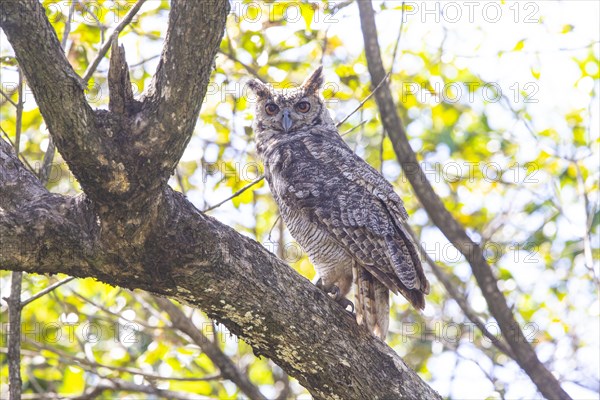 Virginia eagle owl (Bubo virginianus) Pantanal Brazil