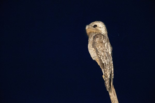 Great potoo (Nyctibius grandis) Pantanal Brazil