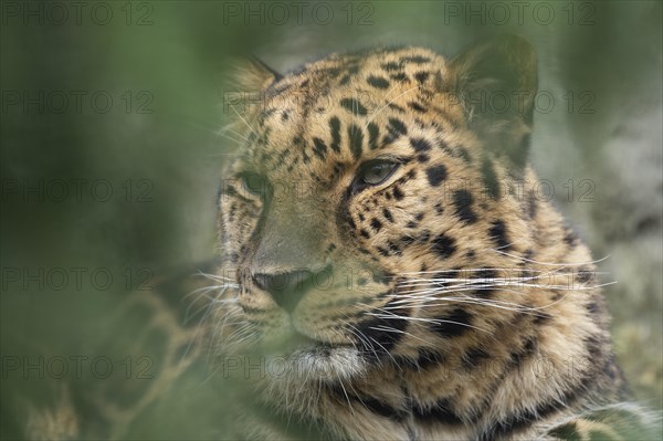 Amur leopard (Panthera pardus orientalis), portrait, occurring in the Amur-Ussuri region, captive