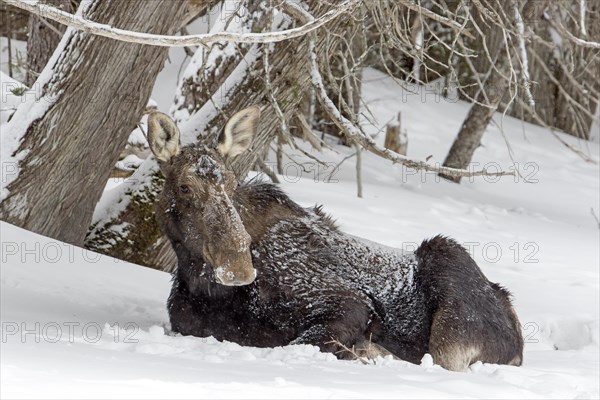 Moose. Alces alces. Moose cow resting on the shore of a frozen river. Gaspesie conservation park. Province of Quebec. Canada