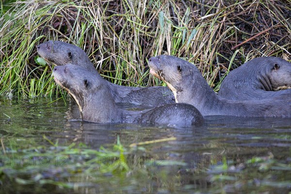 Giant otter (Pteronura brasiliensis) Pantanal Brazil