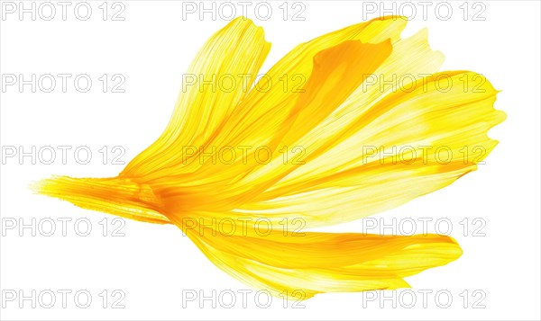 A petal-shaped brush stroke in soft yellow, resembling a chamomile petal. Yellow petal on a white background AI generated