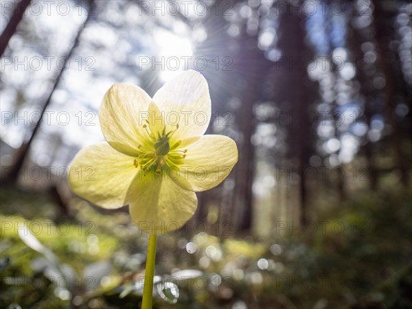 Christmas rose (Helleborus niger), near Tragoess, Styria, Austria, Europe