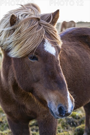 Portrait of a brown Icelandic horse with a white blaze, in the pasture, Sudurland, Iceland, Europe