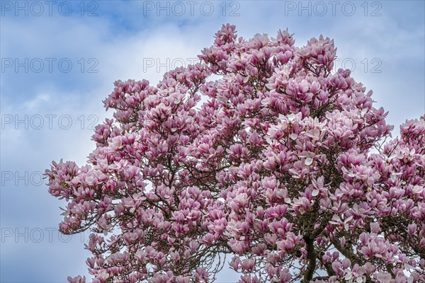 Tree with magnolia blossoms, magnolia (Magnolia), magnolia x soulangeana (Magnolia xsoulangeana), Offenbach am Main, Hesse, Germany, Europe